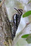 Yellow-bellied Sapsucker